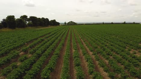 drone disparado a través de un campo de cultivos