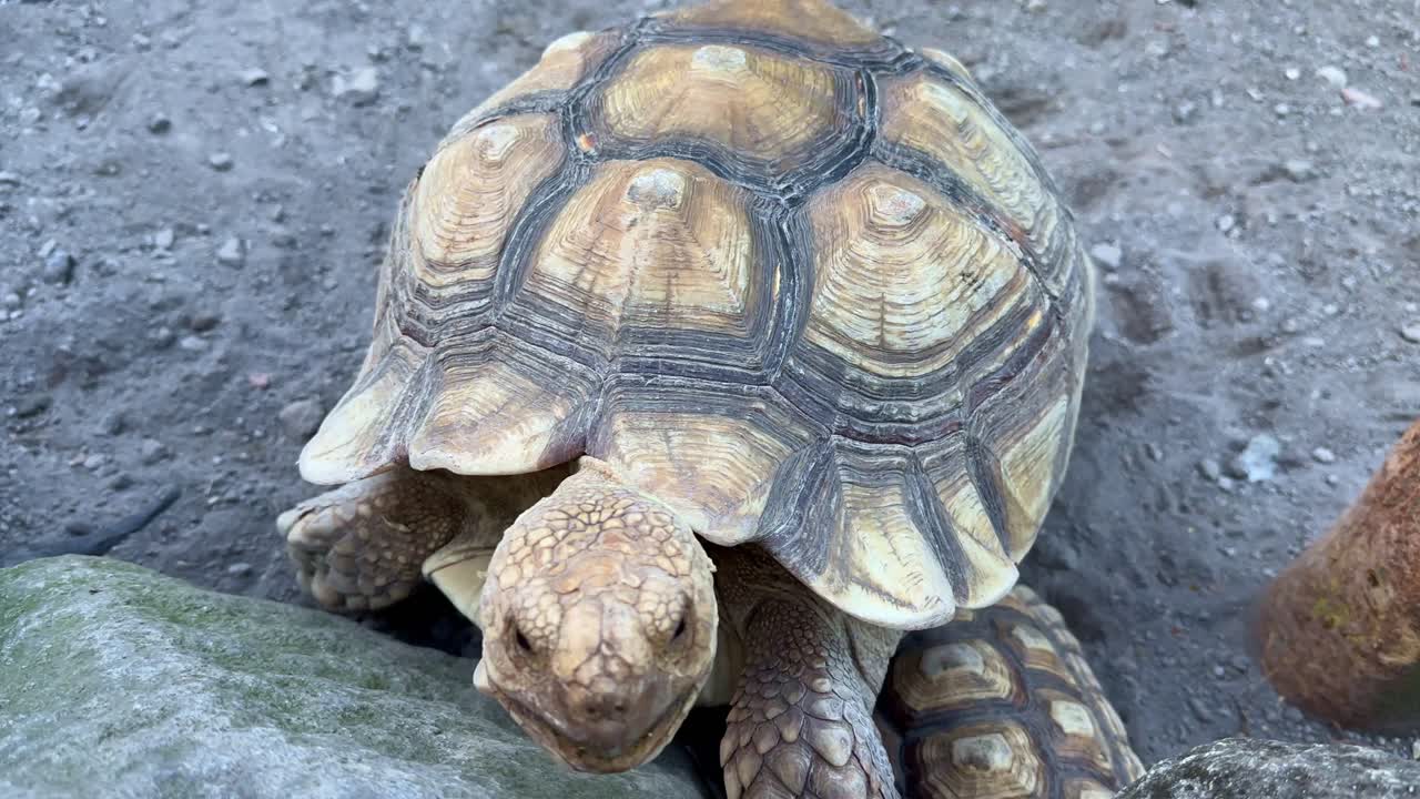 Moving sulcata turtle. Centrochelys sulcata tortoise.