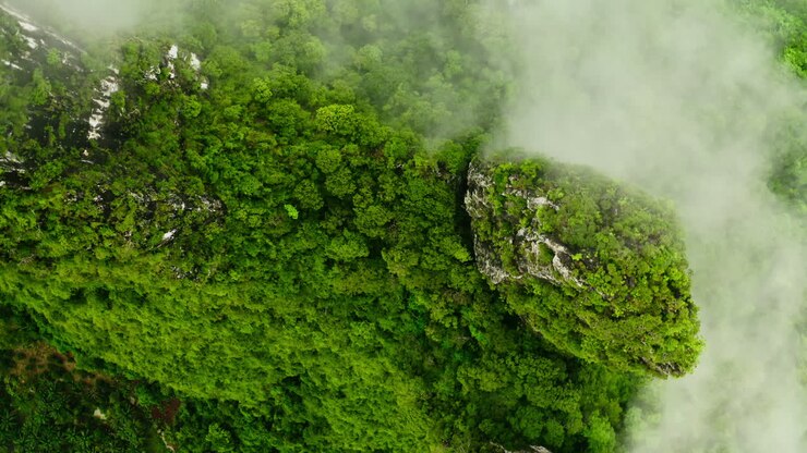 bosque de montaña con niebla
