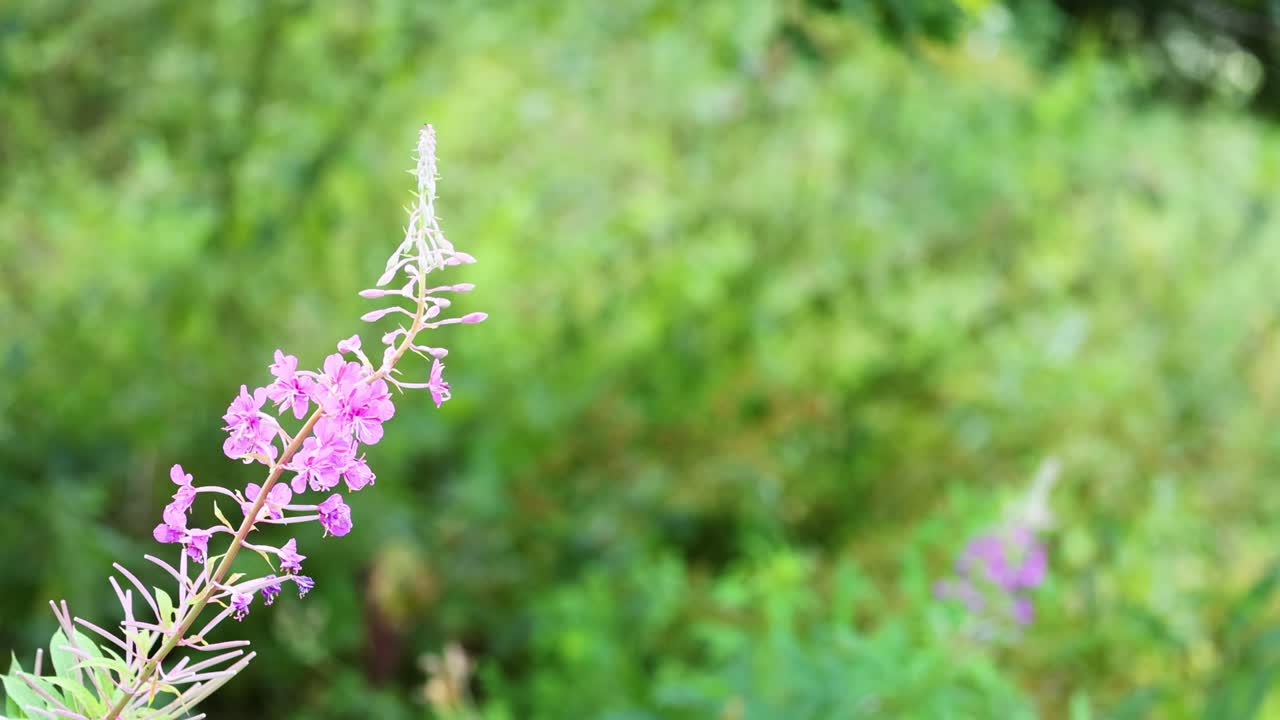 초록색 배경으로 불꽃가루의 클로즈업