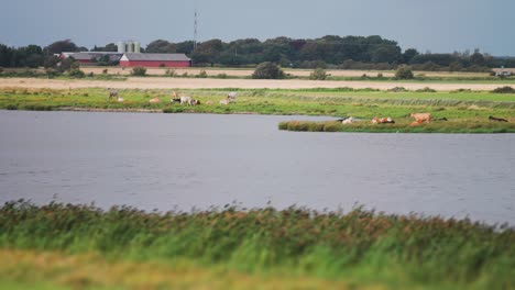 a herd of cows grazes on the lush meadow on the windy danish coast