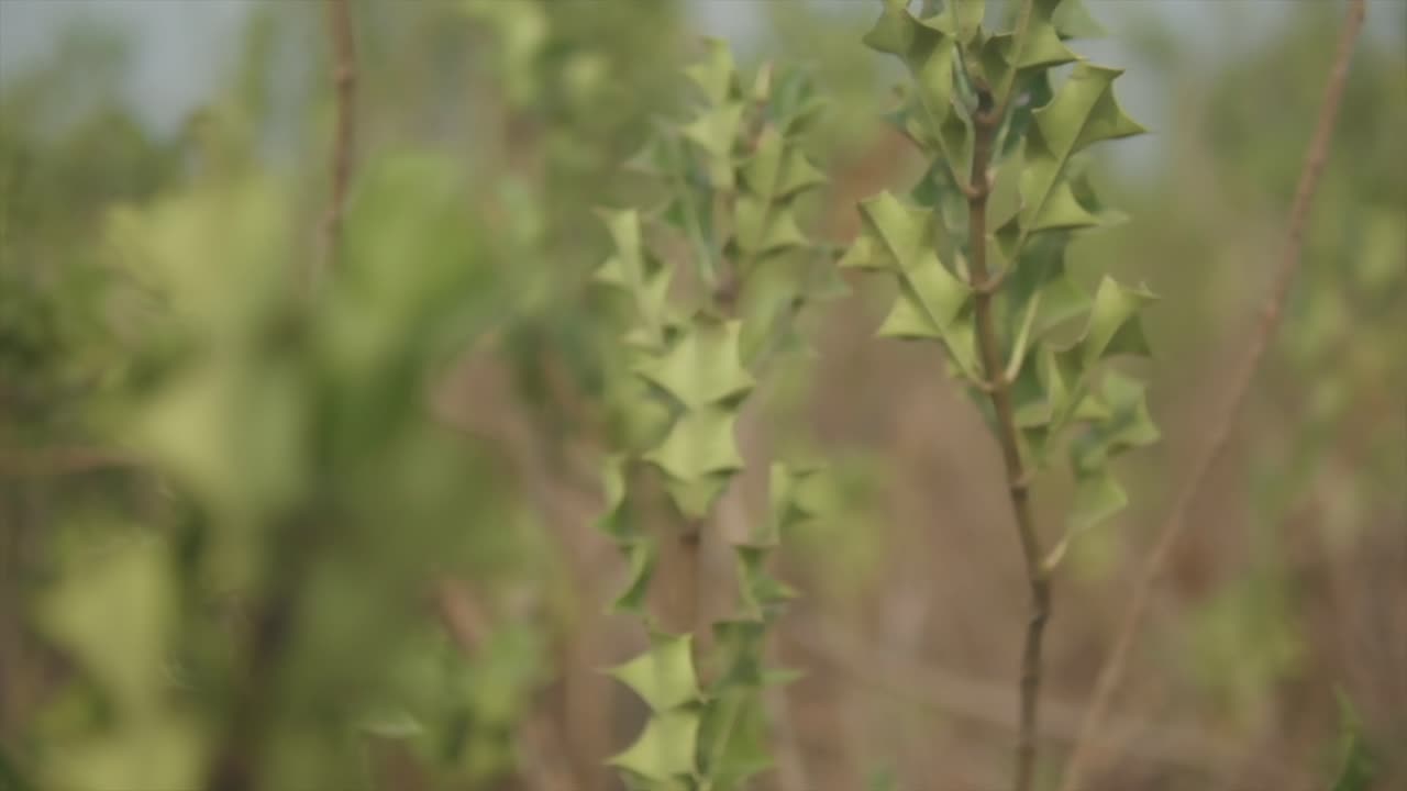 cámara lenta de cerca toma panorámica de plantas verdes en un campo con un movimiento de cámara en desenfoque en un día soleado de verano en la naturaleza