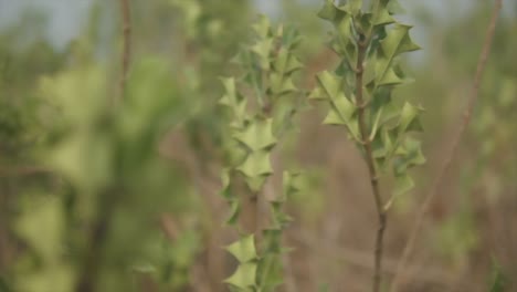 Slow-motion-close-up-panning-shot-of-green-plants-in-a-field-with-a-camera-movement-into-blur-on-a-sunny-summer-day-in-nature