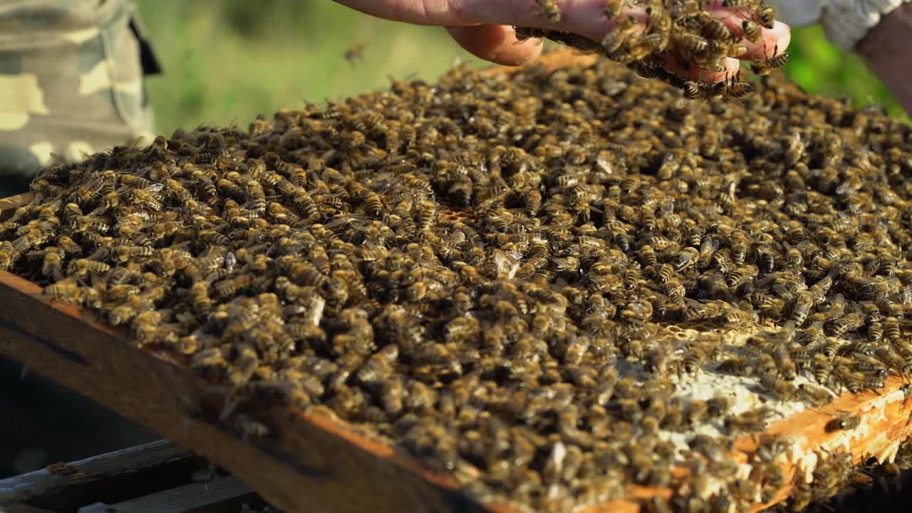 Man's bare hand holding frame with many bees and taking some on his hand. Bees crawls on male's hand in a sunny day. Apiary concept