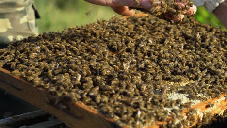 man's bare hand holding frame with many bees and taking some on his hand. bees crawls on male's hand in a sunny day. apiary concept