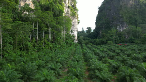 rows of oil palm trees growing next to massive limestone cliff in krabi, thailand