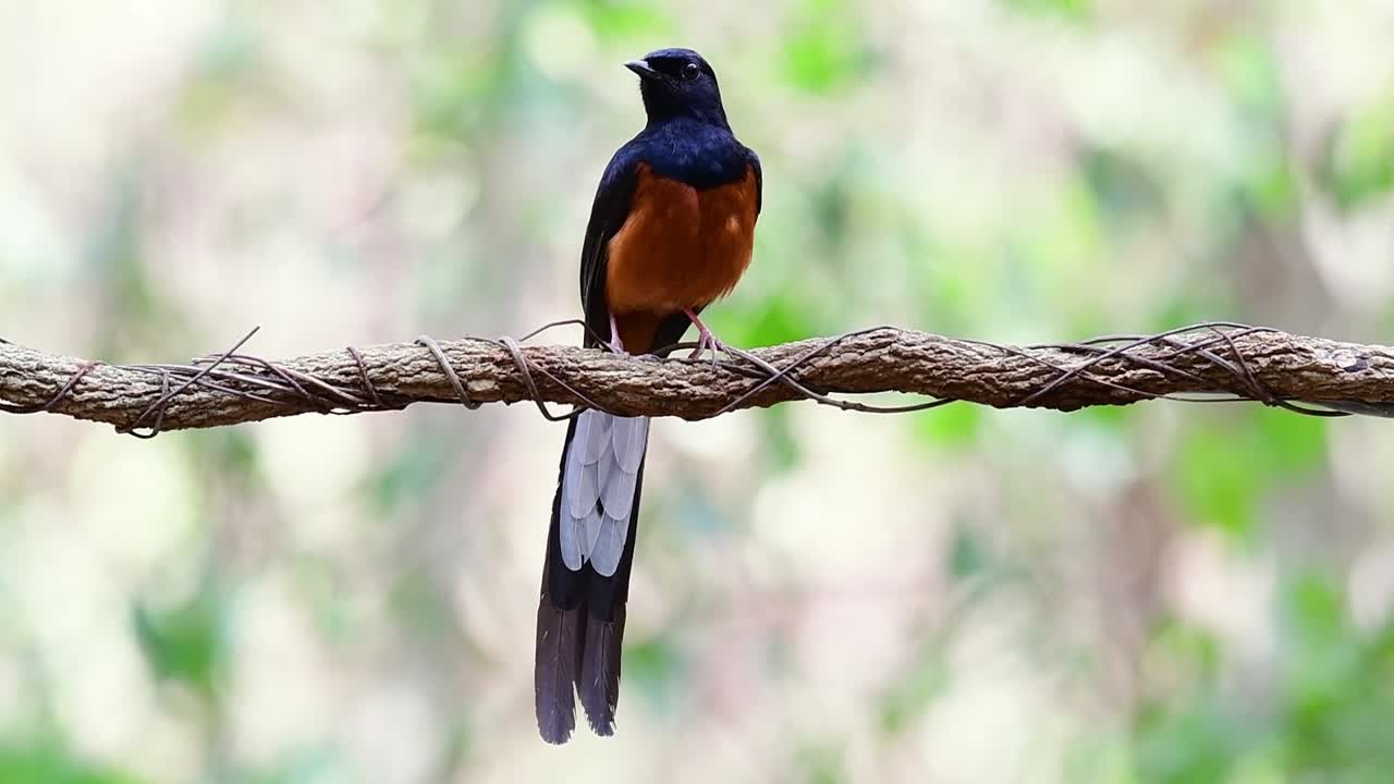 shama de rabadilla blanca encaramado en una vid con fondo bokeo del bosque, copsychus malabaricus, en cámara lenta