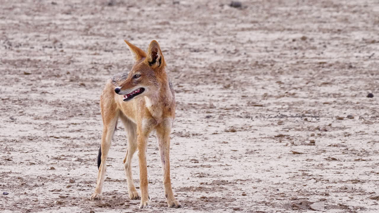 chacal flaco de lomo negro parado en el campo y mirando a lo lejos en el desierto de kalahari, áfrica