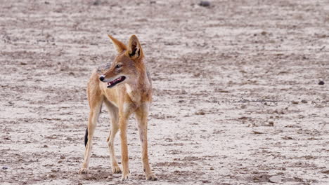 skinny black-backed jackal standing on the field and looking in the distance in kalahari desert, africa