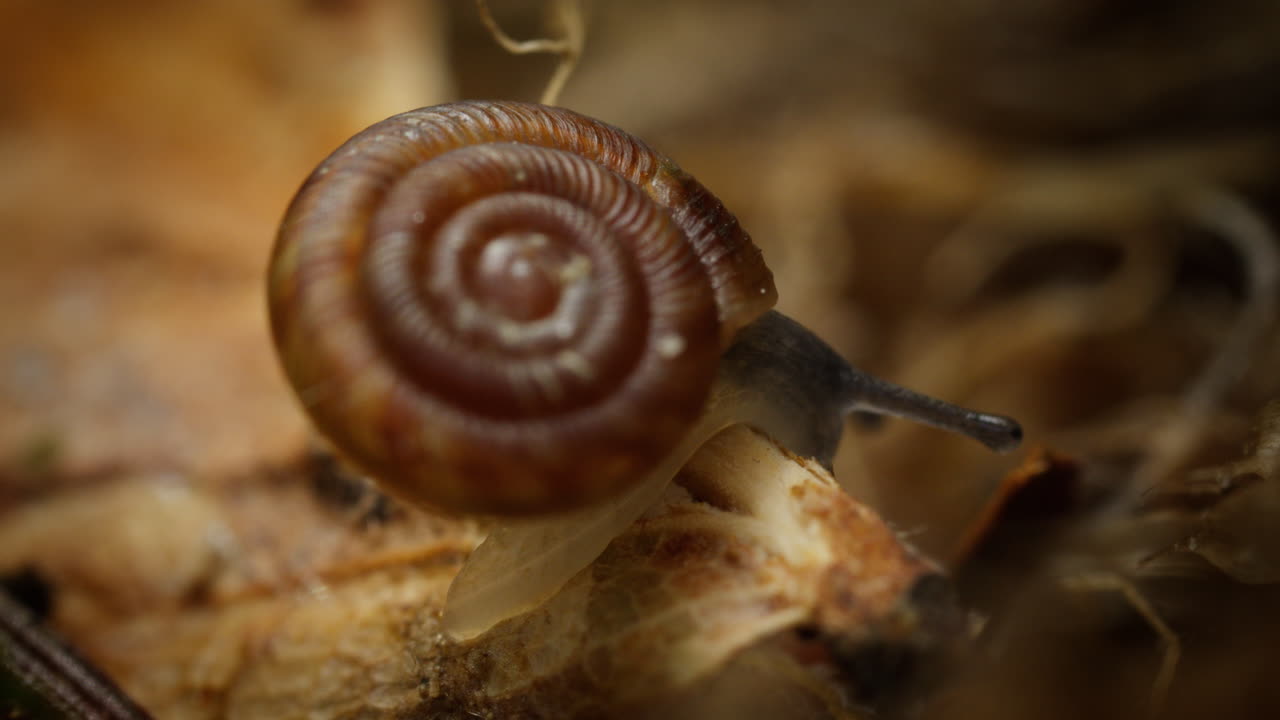 el caracol redondeado discus rotundatus se mueve lentamente sobre los detritos en el suelo del bosque, macro