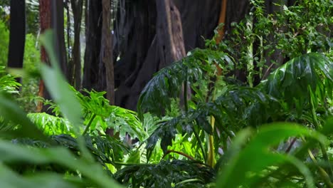 green tropical plants at botanical garden in puerto de la cruz, spain