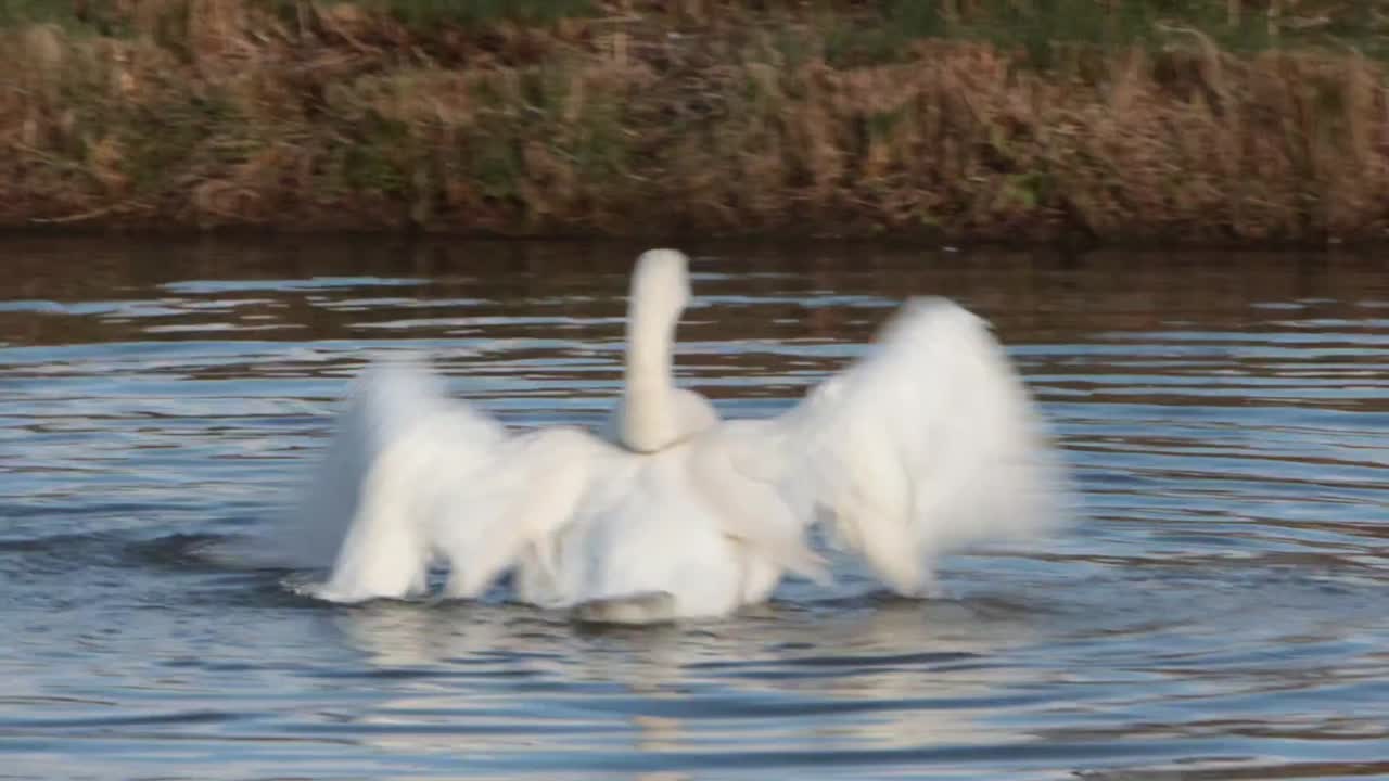 A single Bewick's Swans, Cygnus columbianus bewickii, bathing in lake. Winter. England. UK