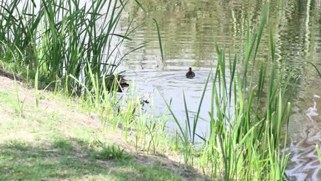 ducks swiming on a lake in xochimilco, mexico city in the morning