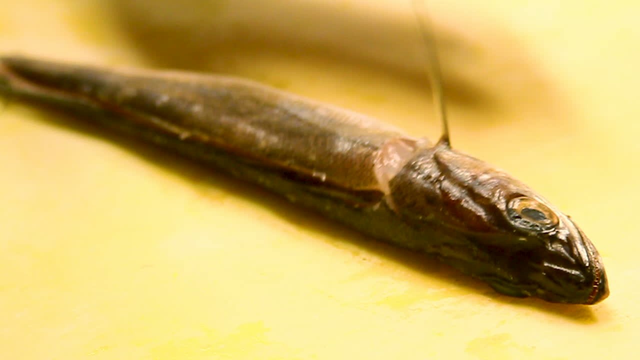 요리사가 부엌에서 생선 필레