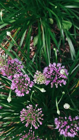 purple allium flowers in garden