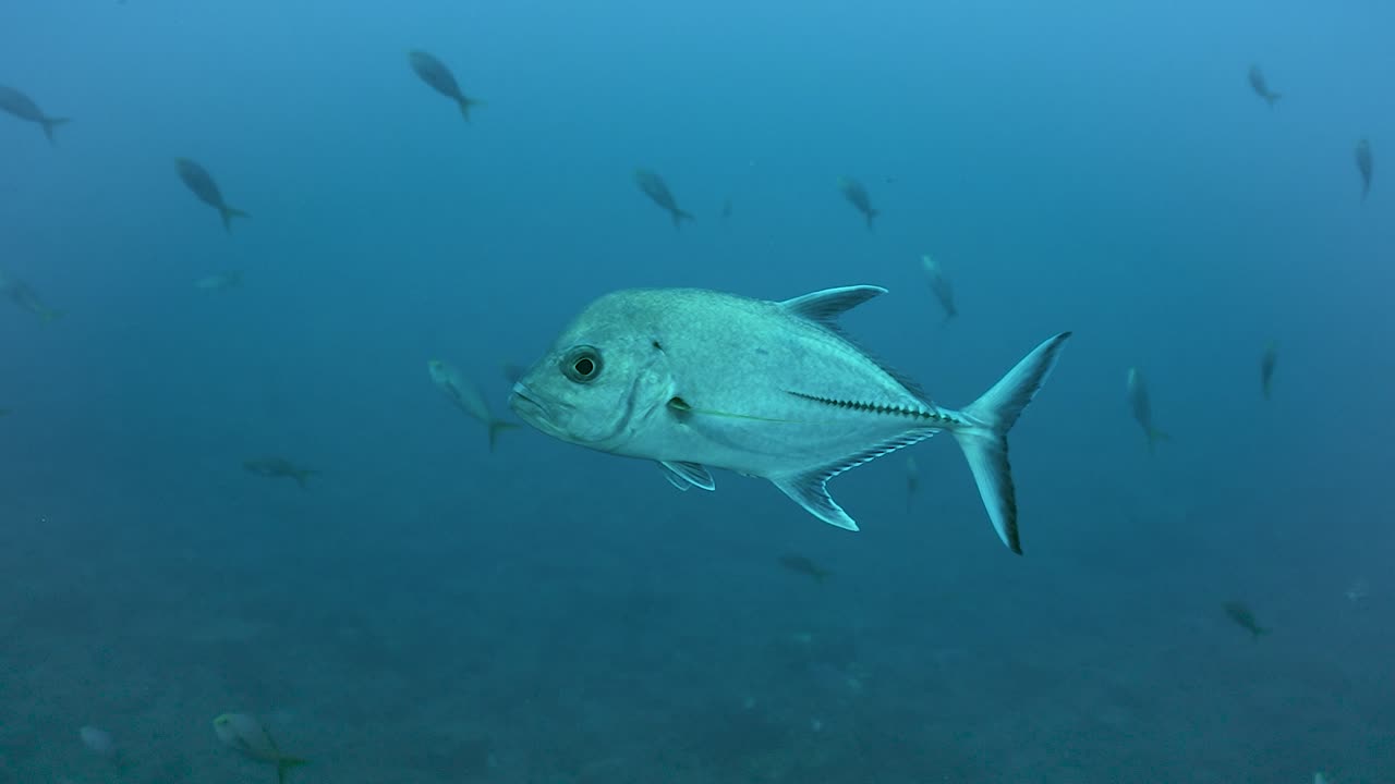 el trevally gigante de la isla nada acechando a su presa, el pez, en el azul profundo del agua.