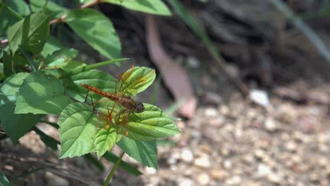 Nahaufnahme-Einer-Orangefarbenen-Libelle,-Die-Auf-Einem-Grünen-Blatt-Ruht