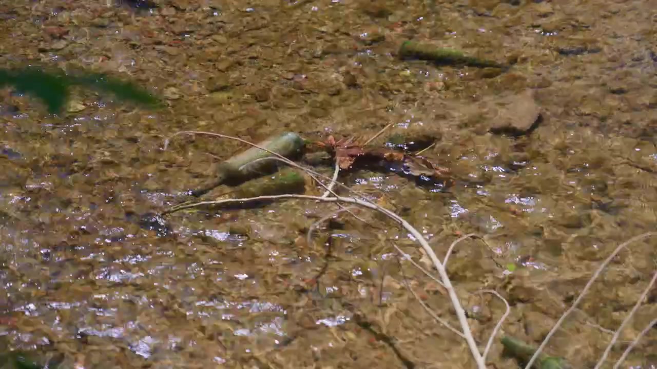 Plastic pollution river trash bottles thrown into a shallow stream with running clear water. Environmental issue of garbage waste contaminating natural water system, handheld pan left to right shot.