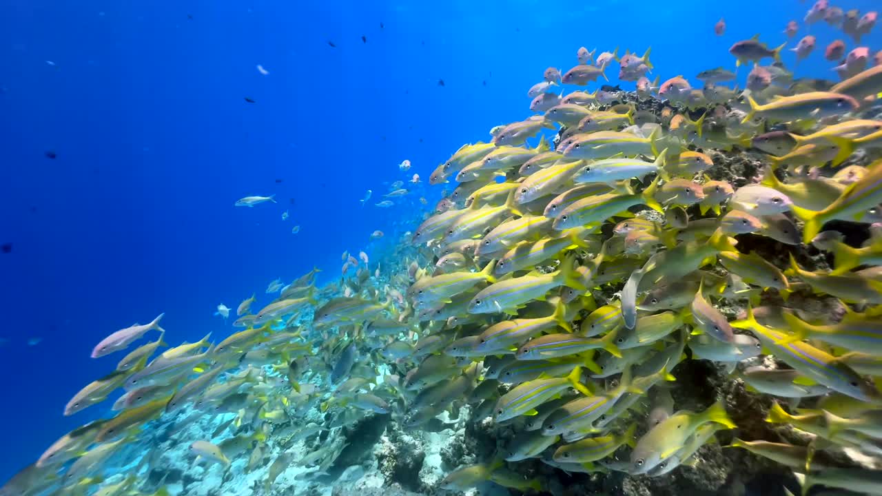 School of bluestripe snappers near Mnemba Island, Zanzibar, Tanzania.