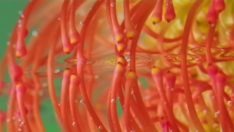primer plano de una flor de protea de cojín con reflejo