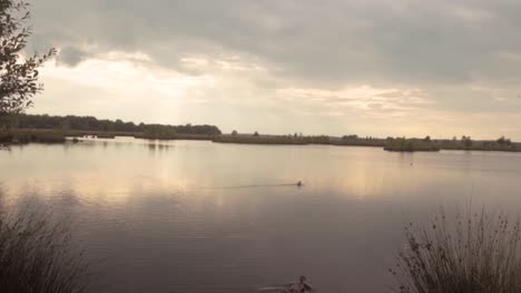 peaceful lakeside scene with ducks