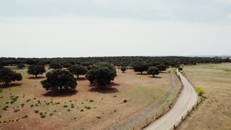 vista aérea de un paisaje rural con robles y un camino de tierra