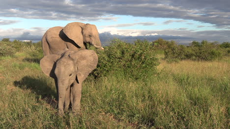 A-young-playful-elephant-jumps-onto-his-back-feet-while-grazing