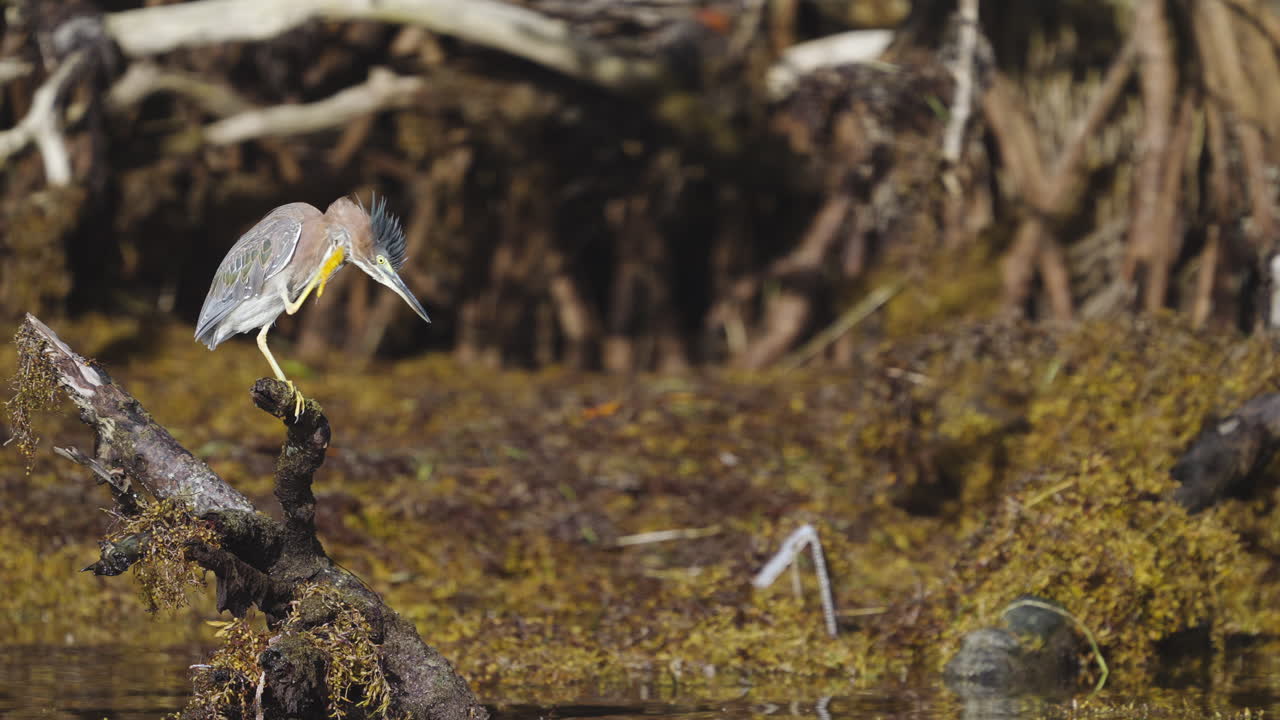 Green Heron Scratching Head on Mangrove Stump with Seaweed