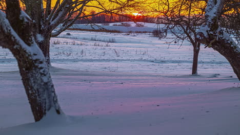 Timelapse-shot-of-golden-sunset-behind-snow-covered-trees-and-floor-on-a-cold-winter-evening