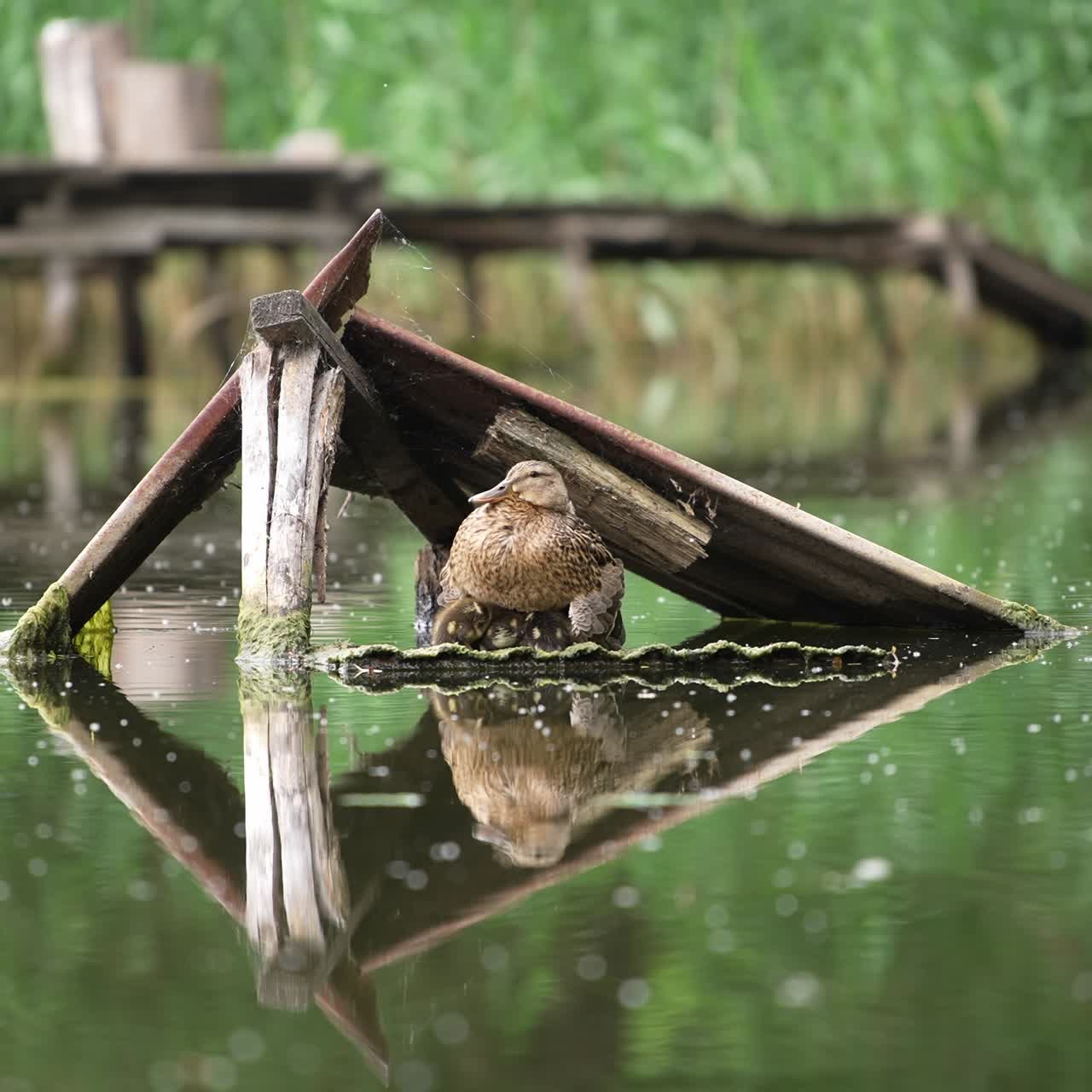 Little adorable chicks moving sitting under the mallard duck. Wild bird protecting her offspring nesting on the river. Blurred backdrop