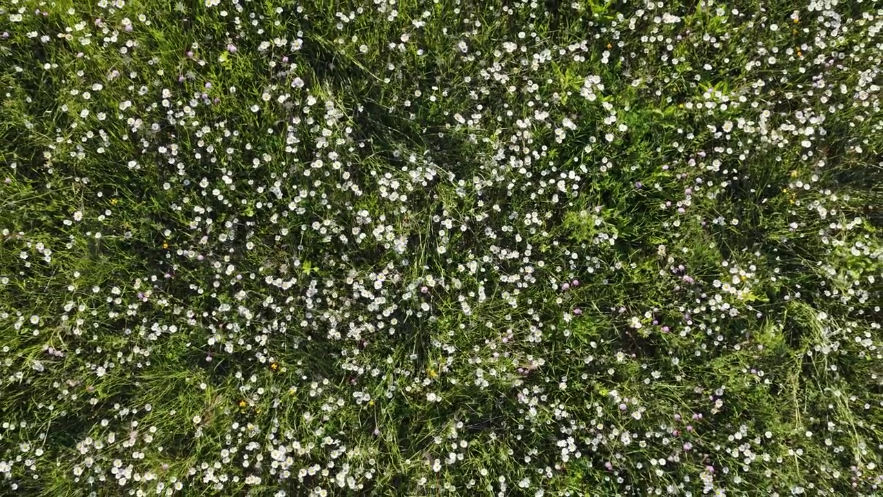 Toma aérea con dron captura margaritas blancas floreciendo en un campo verde exuberante bajo la luz brillante del sol