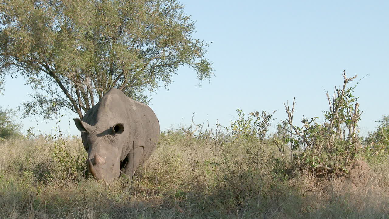 흰 코뿔소 방목, 낮은 각도에서 촬영