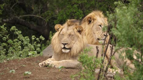 Two-young-male-lions-resting-in-the-shade-of-the-trees,-front-view