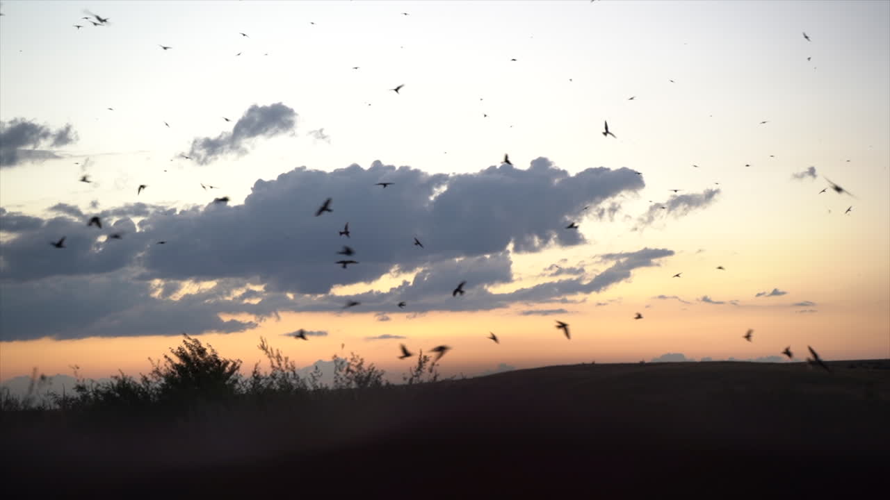 South African cliff Swallows flying at sunset back to their nests