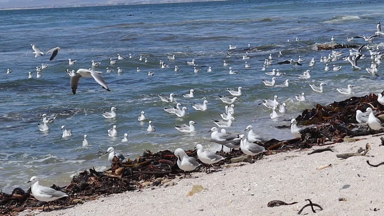갈매기들이 해변에서 부서지는 작은 파도를 뛰어넘어 놀고 있다