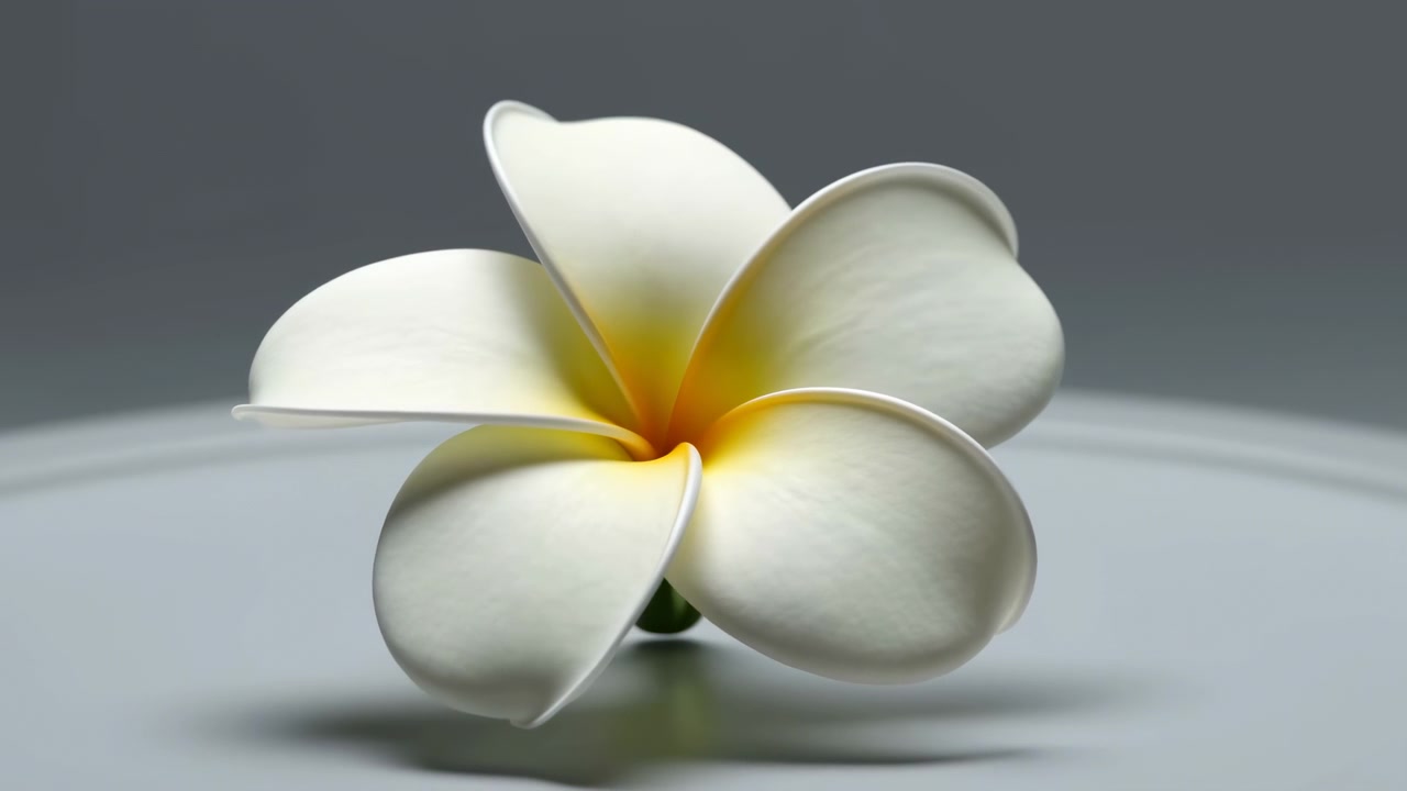 Vista ravvicinata dal basso di un singolo fiore di plumeria che mostra cinque petali spessi e arrotondati con una leggera curvatura alle punte, una gola giallo caldo, bordi bianco crema e una luce soffusa e diffusa su uno sfondo grigio neutro