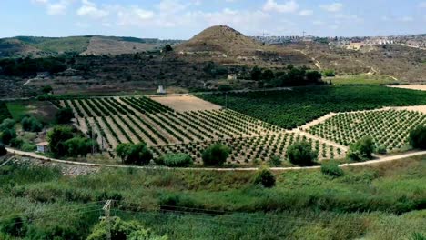 Timelapse-Aéreo-De-Una-Plantación-De-Naranjos-Cerca-De-Qesada