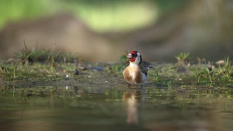 European-goldfinch--drinks-at-water's-edge,-low-angle