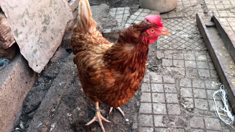 primer plano de una gallina en una granja