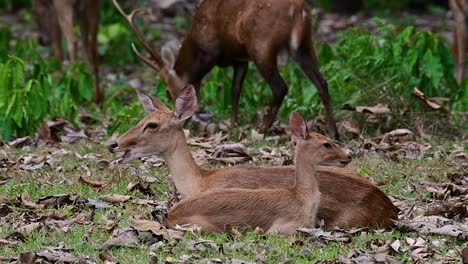 Der-Eldhirsch-Ist-Aufgrund-Von-Lebensraumverlust-Und-Jagd-Eine-Vom-Aussterben-Bedrohte-Art