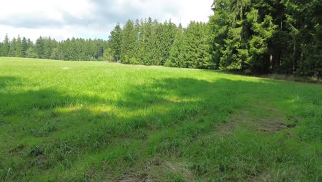 flying out of the spruce forest and onto the grassy meadow next to the forest