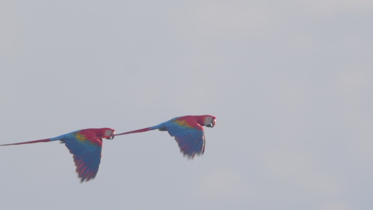 A majestic Scarlet Macaw pair takes flight, soaring above the Peruvian rainforest’s endless blue sky.