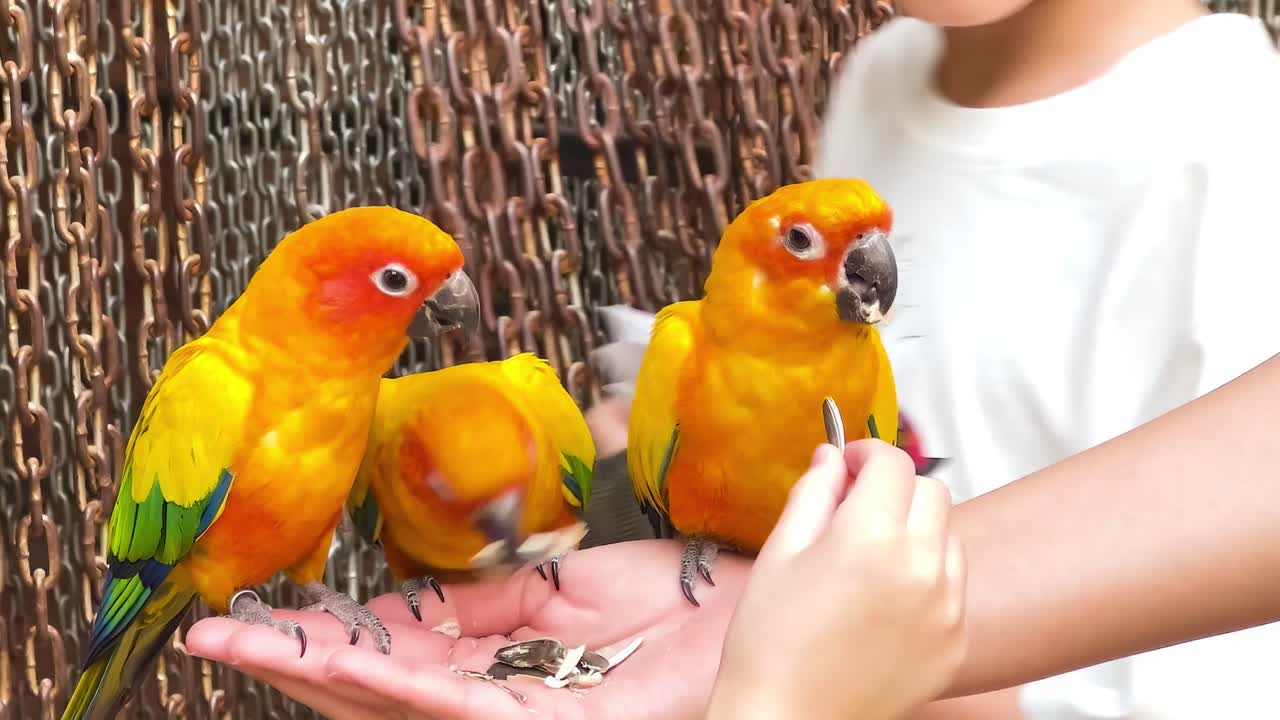 Brightly colored sun conures eagerly feed from hands against a chain-link backdrop.