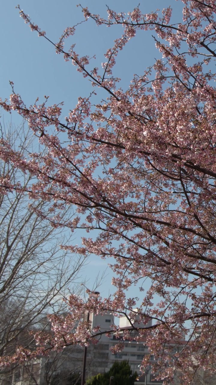 Inquadratura statica di fiori di sakura rosa sui rami sotto un cielo azzurro limpido a Tokyo, Giappone.