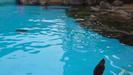 south american fur seals swimming in zoo pool in seoul south korea