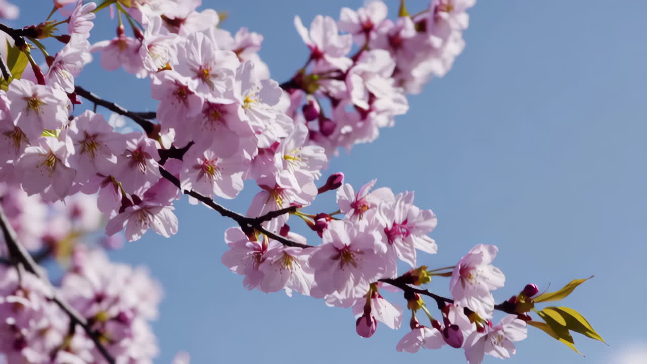 Fiori di ciliegio rosa in primavera