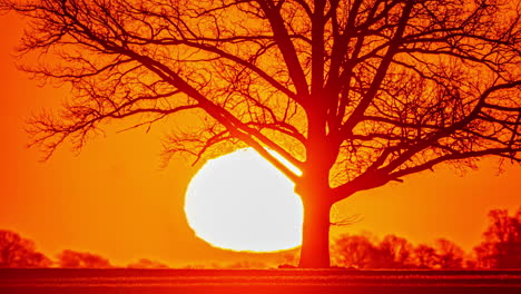 Lapso-De-Tiempo-Del-Sol-Saliendo-Detrás-De-La-Silueta-De-Un-Gran-árbol