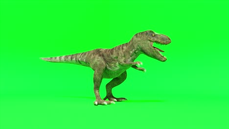 3d tyrannosaurus rex on green screen