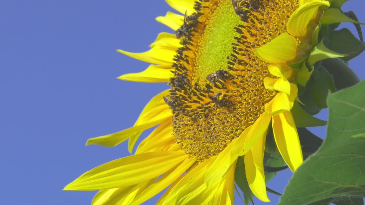 abejas alimentándose de girasol, día soleado de verano