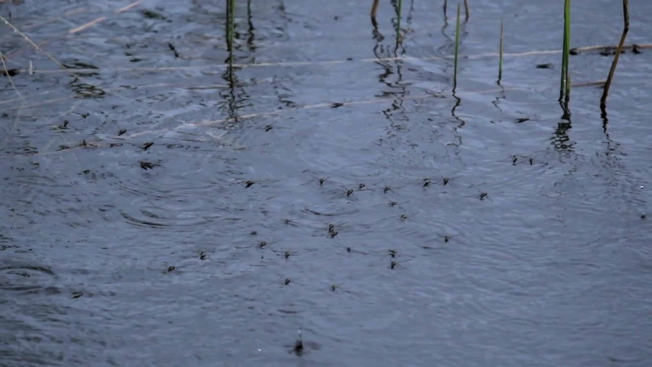 소금쟁이나 게리다, 비오는 날 물방울 폭격에 맞지 않으려고